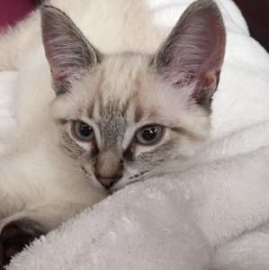 Meet your Posher, Cheryl